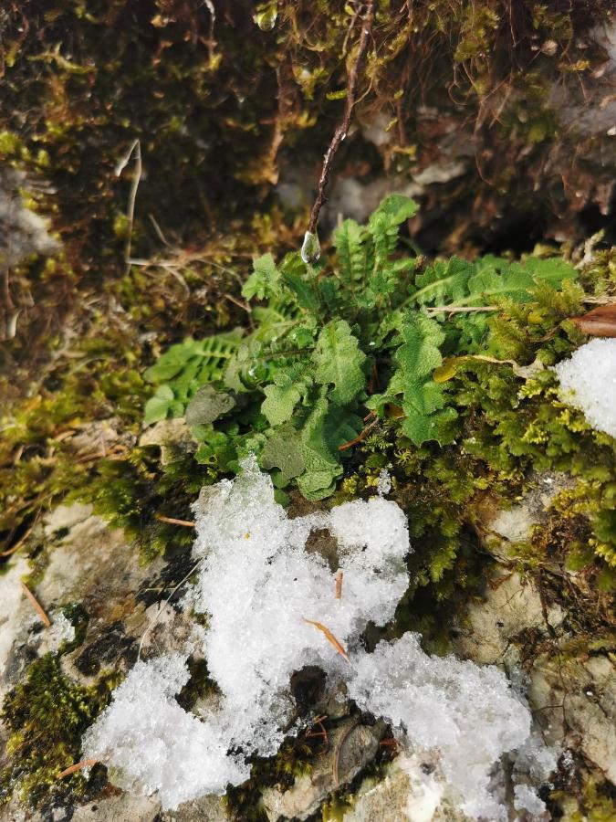 An Der Alten Saege Appartamento *